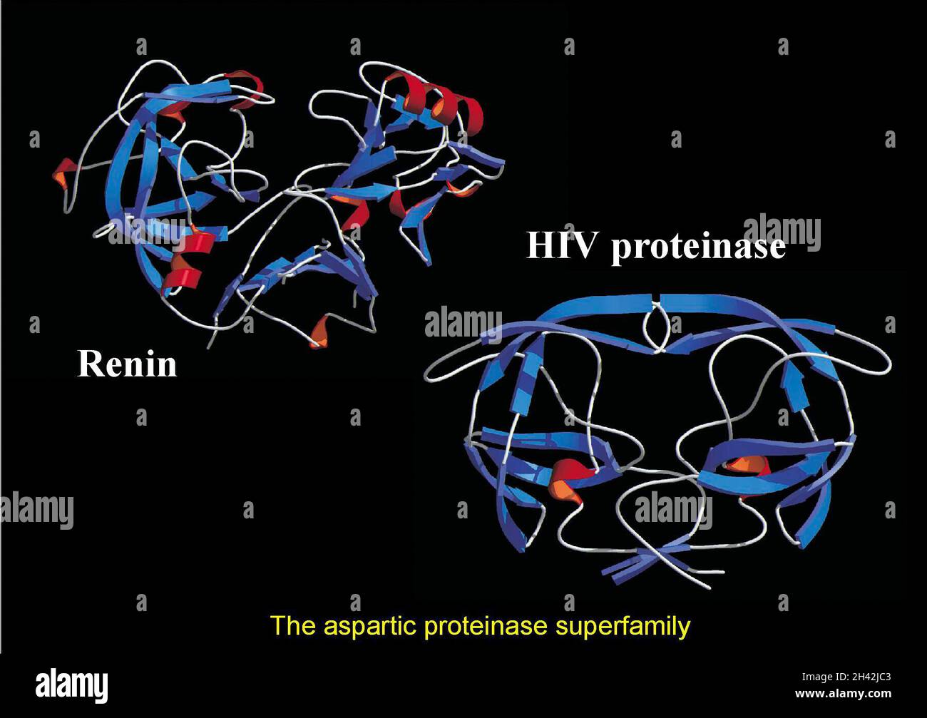 Superfamille des protéinases aspartiques, modèles mol Banque D'Images
