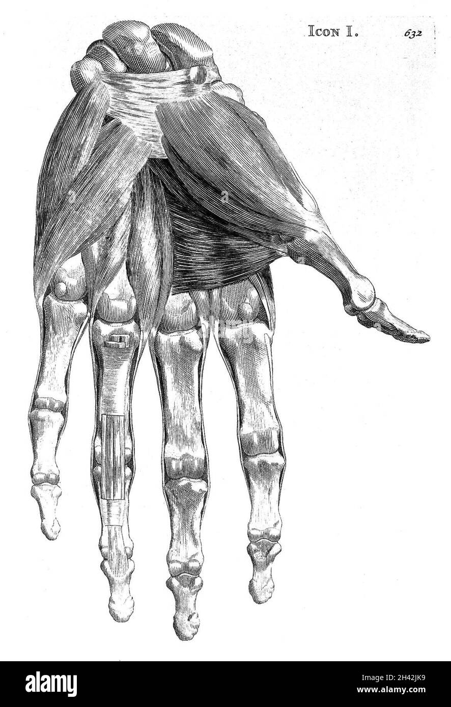 Muscles de la main. Banque D'Images