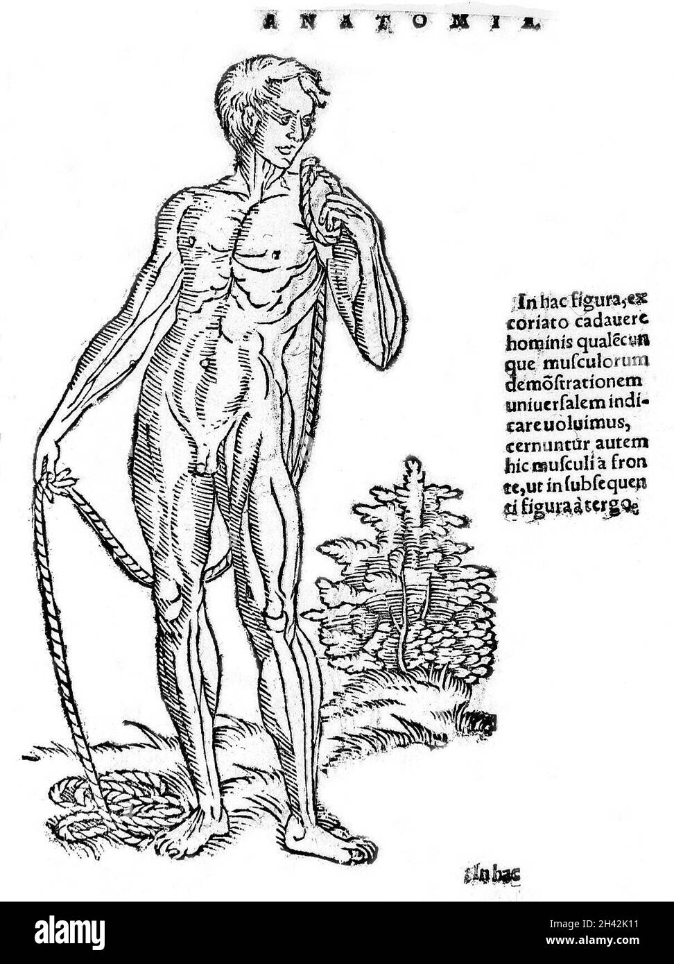 Avant de la figure masculine, montrant les muscles. Banque D'Images