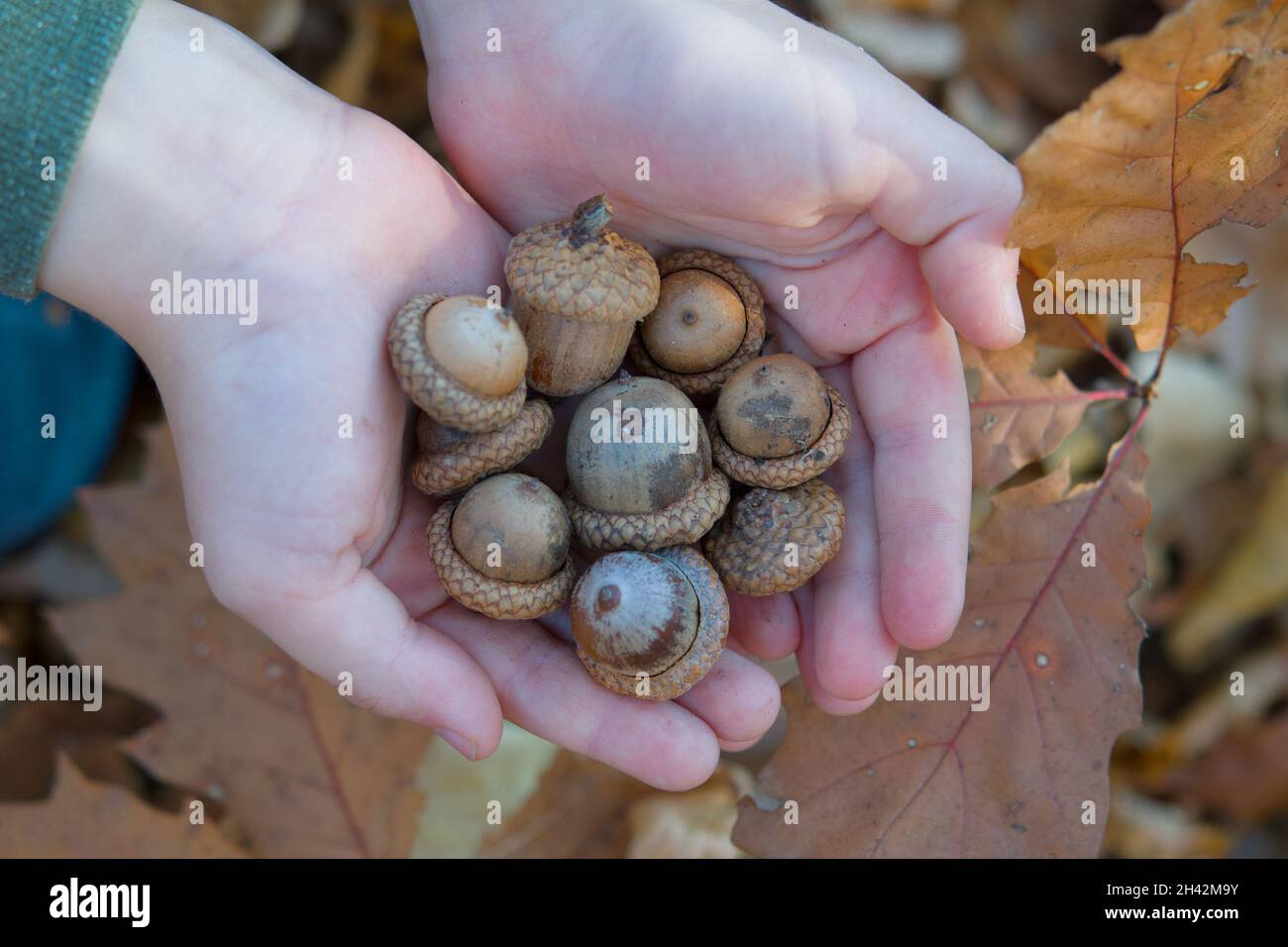 l'enfant tient dans les mains beaucoup d'acorns mûrs. matériel pour la créativité.Promenez-vous dans la forêt de chênes d'automne.Marchez avec l'enfant dans le parc Banque D'Images