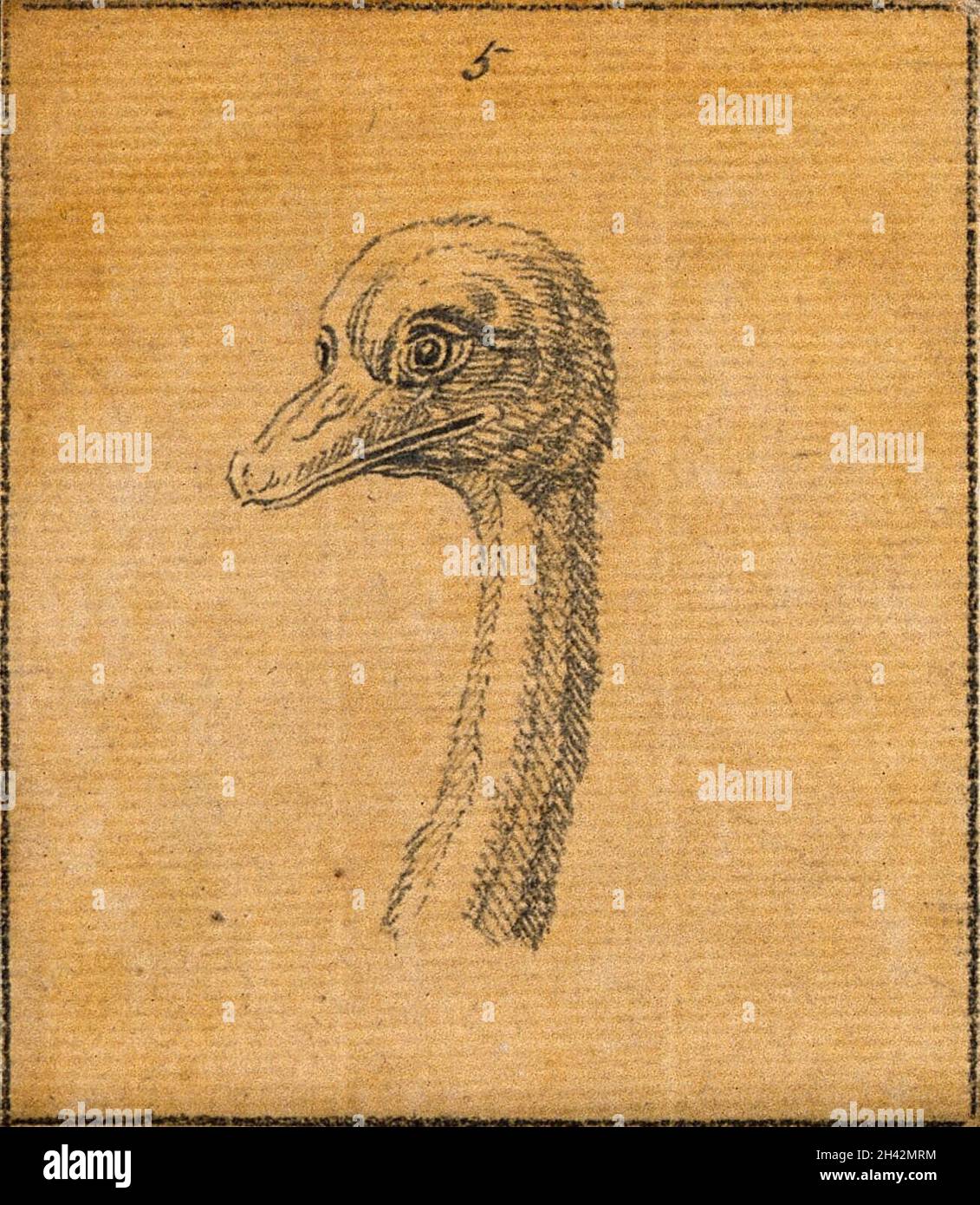 La tête d'un autruche.Dessin, c.1789. Banque D'Images