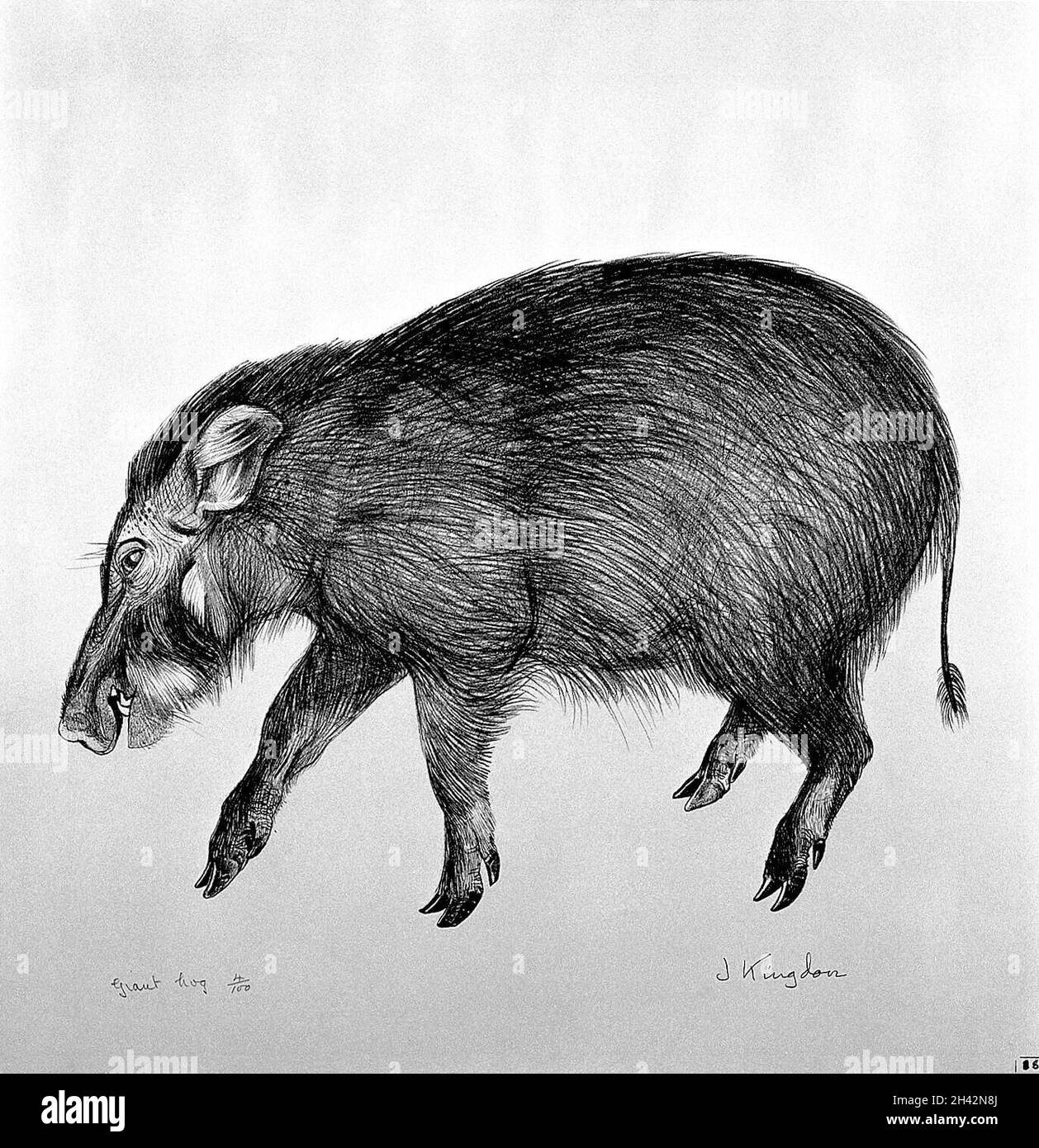 Un porc géant.Lithographie de Jonathan Kingdon. Banque D'Images