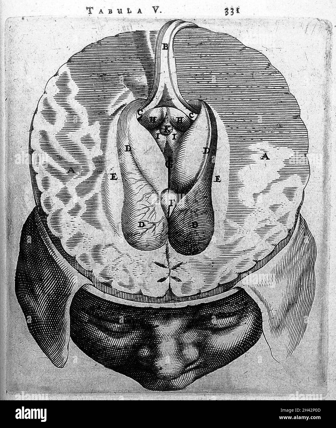 T. Bartholin, glandula pinealis et tertius. Banque D'Images