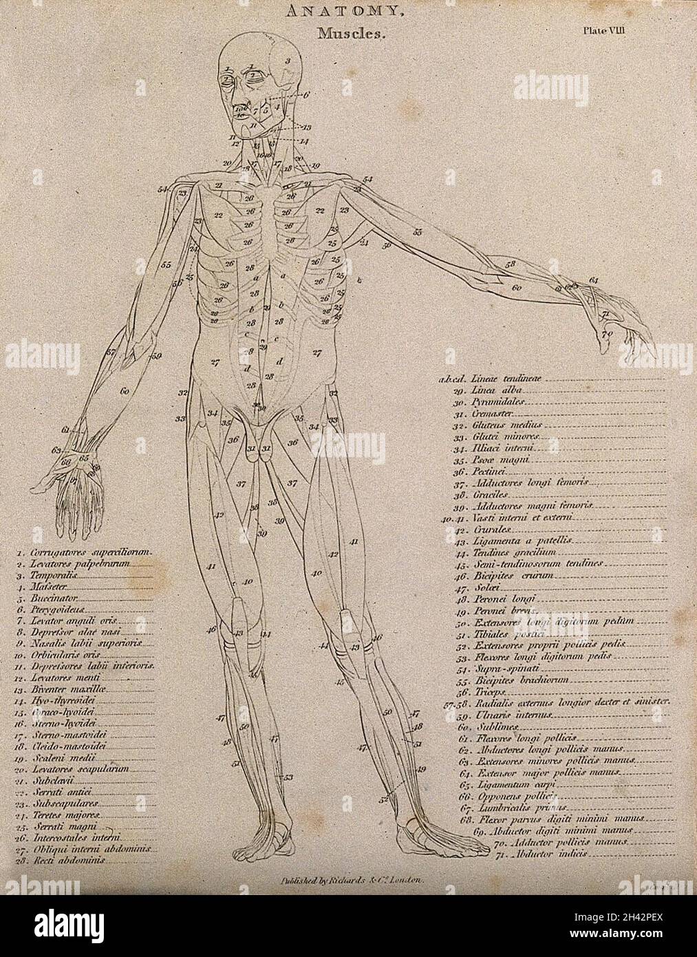 Un écorché montrant les os, avec le bras gauche étendu sur le côté, vu de l'avant : diagramme montrant les contours des muscles et des os.Gravure de lignes par Campbell, 1816/1821. Banque D'Images