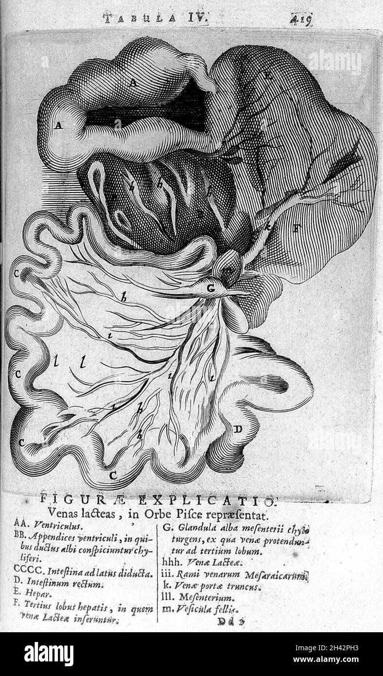 T. Bartholin, latias venas, à orbe poissons Banque D'Images