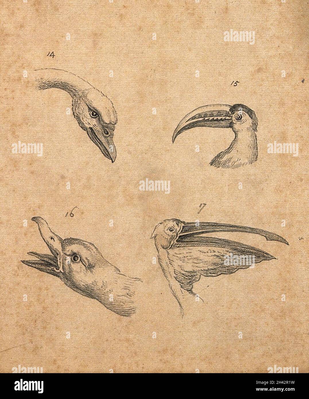 Quatre têtes d'oiseaux : un cygne, un polyphemus, un canard sauvage et un pélican.Dessin, c.1789. Banque D'Images