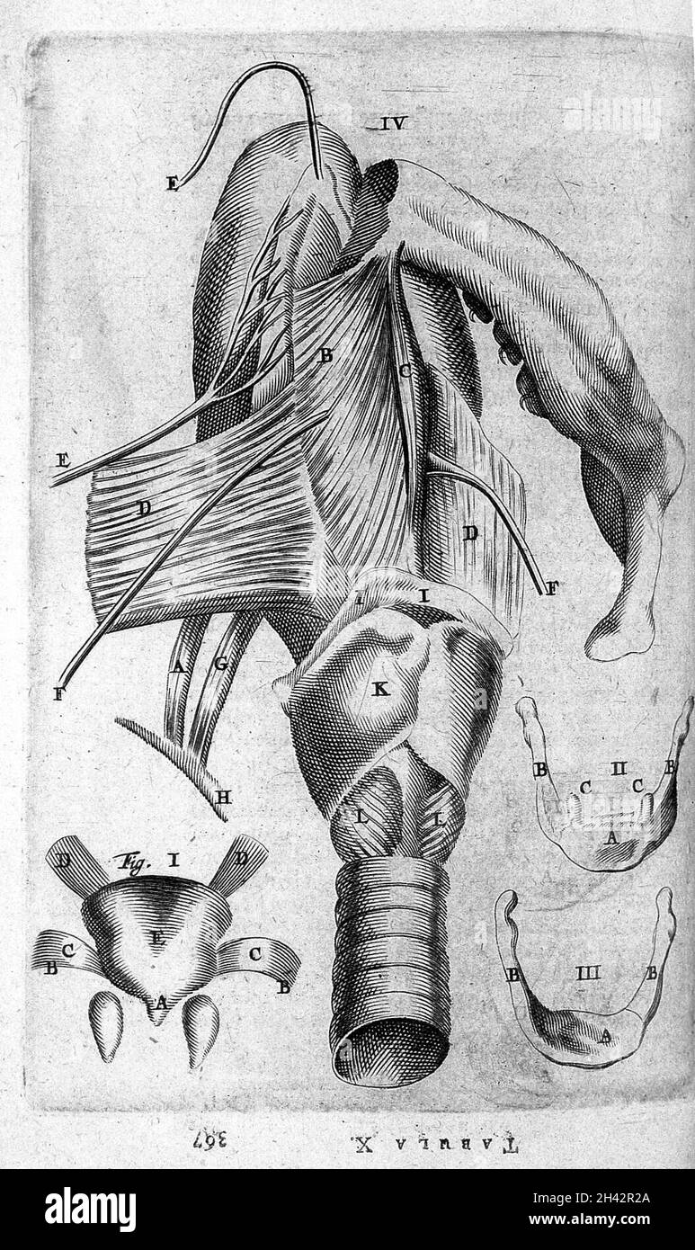 T. Bartholin, OS Hyoides/uvula et linguae... Banque D'Images
