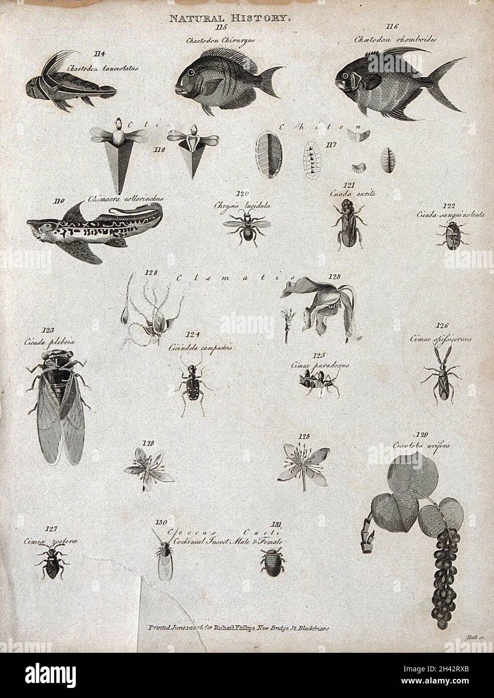 Ci-dessus, trois poissons, quatre chitons (mollusques marins), une chimère (un poisson cartilagineux de la famille des Chimeridae), une chryse (pupa quiescent de papillon ou de papillon), une cicada, deux fleurs de clématis et trois insectes; ci-dessous, des fleurs et des piqûres de coccoloba et un insecte cochiné mâle et femelle.Gravure par Heath. Banque D'Images