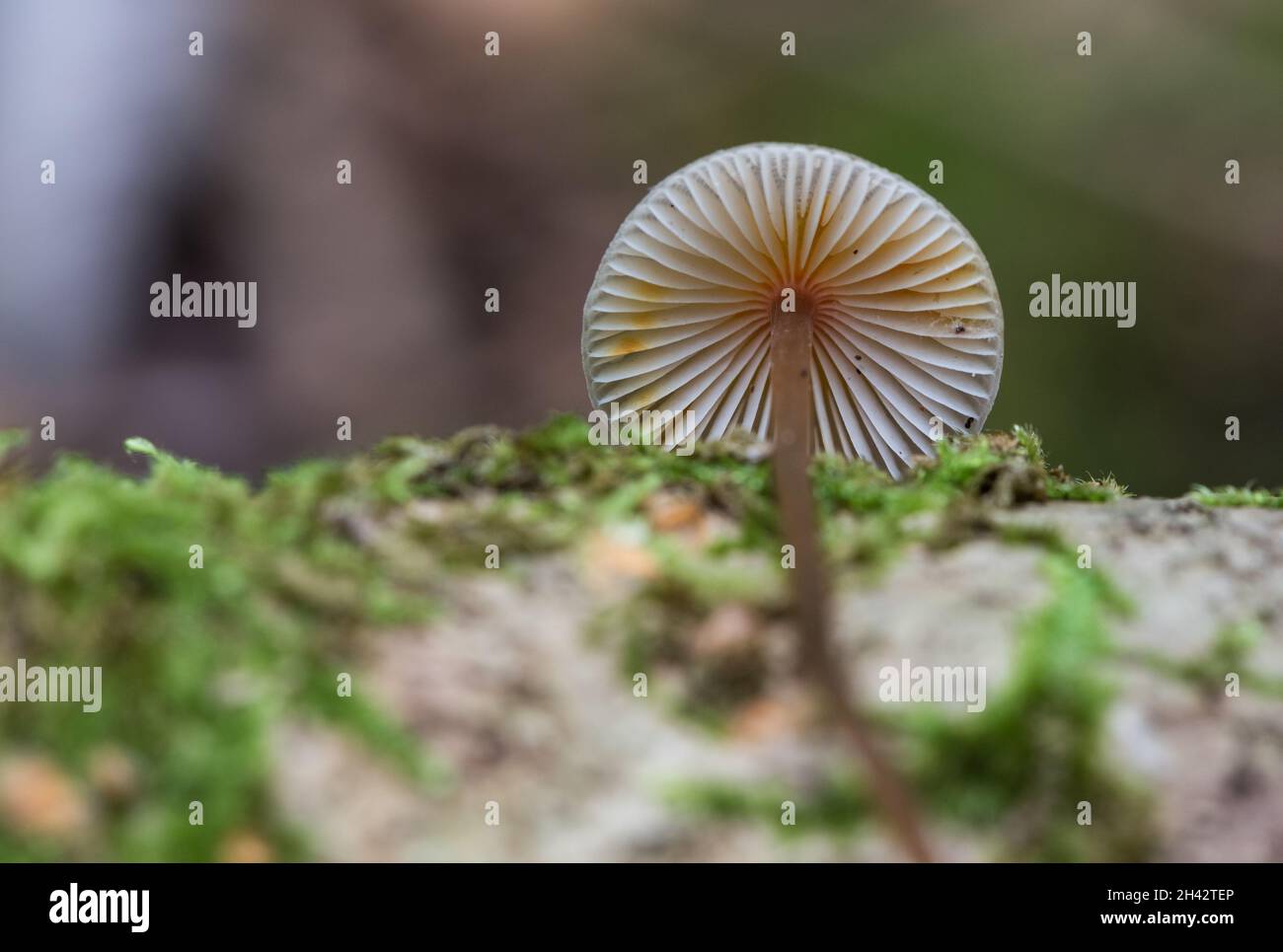 Champignon - Bonnet de Saffrondrop (Mycena crocata) Banque D'Images