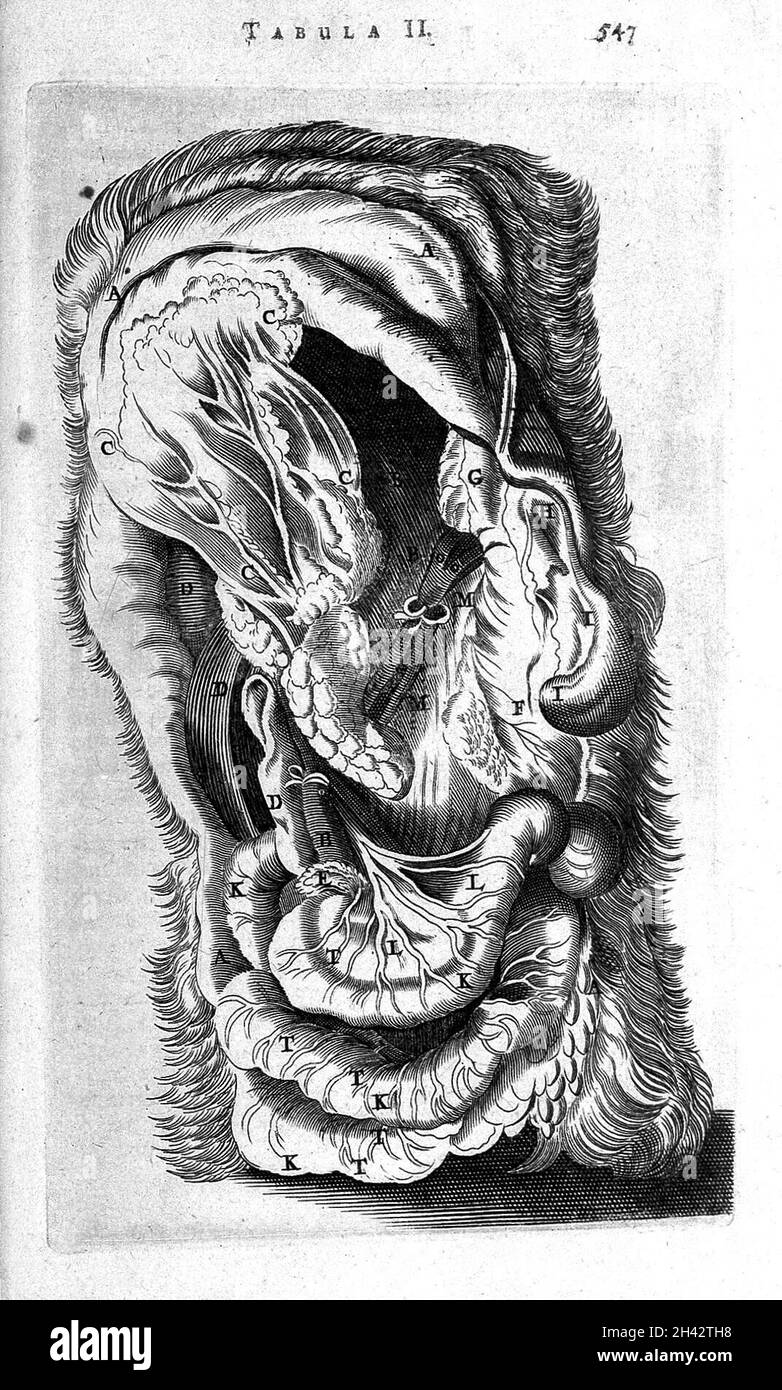 T. Bartholin, abdomen canis Banque D'Images