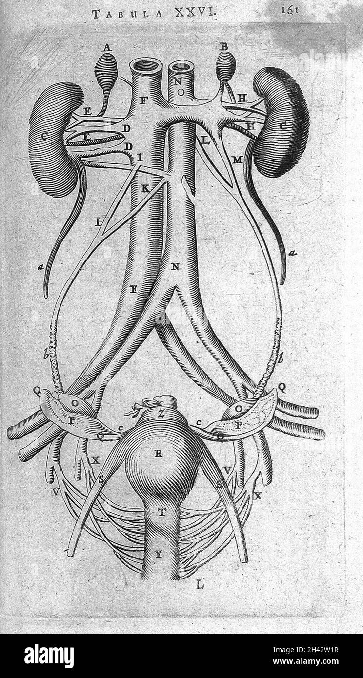 T. Bartholin, parles muliebres generationi. Banque D'Images
