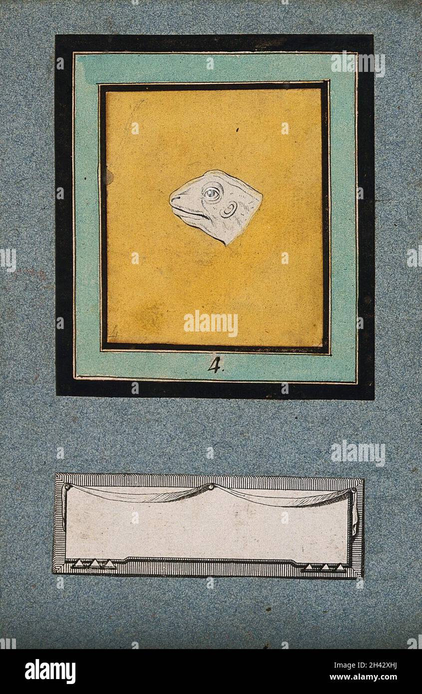 La tête d'une grenouille, dans la quatrième étape d'une métamorphose physiognomique en une tête idéale d'Apollon.Dessin coloré par J.C.Lavater, 179-. Banque D'Images