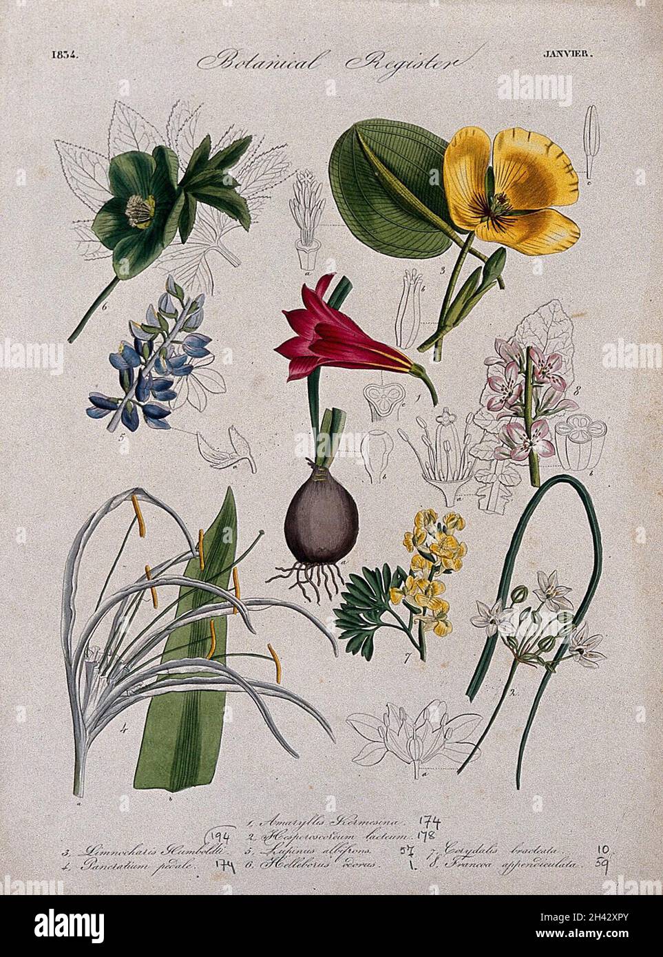Huit plantes, dont un hellébore et un amaryllis : tiges à fleurs.Gravure colorée, c.1834. Banque D'Images