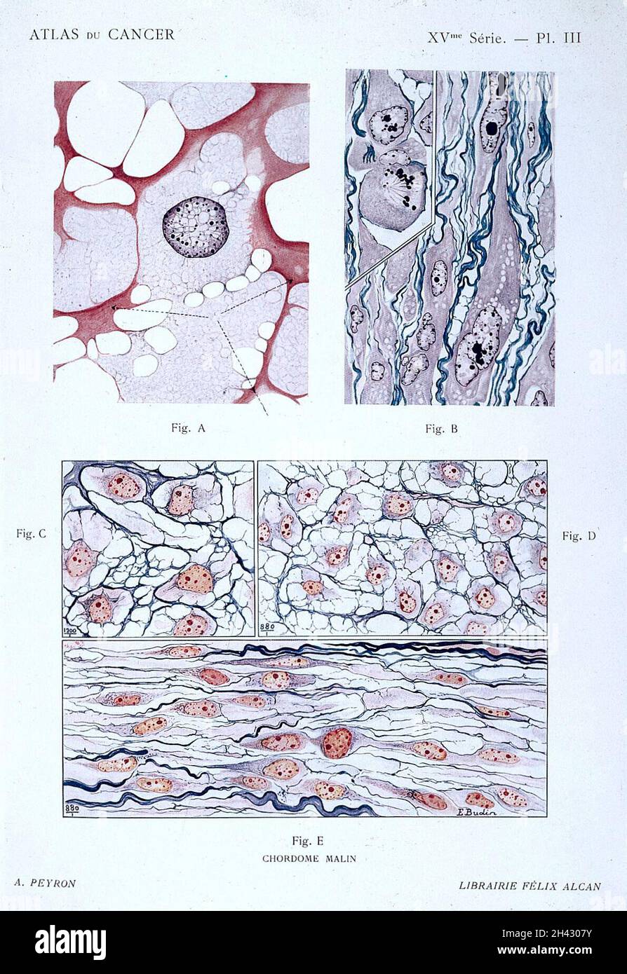 Ernst Haeckel, l'évolution de l'homme; embryons Banque D'Images
