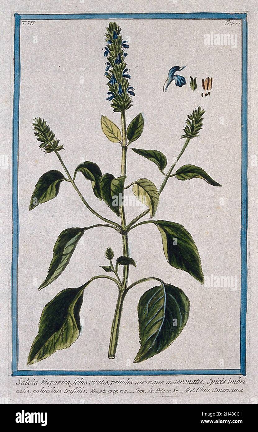 Chia (Salvia hispanica L.) : tige de floraison et de fructification avec des segments séparés de fleurs, de fruits et de graines.Gravure colorée par M. Bouchard, 1775. Banque D'Images