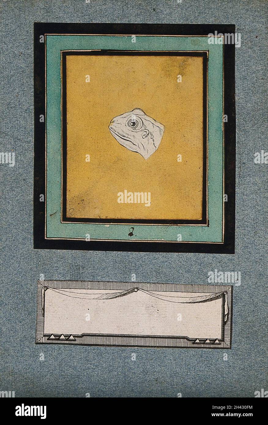 La tête d'une grenouille, dans les premiers stades d'une métamorphose physiognomique en une tête idéale d'Apollon.Dessin coloré par J.C.Lavater, 179-. Banque D'Images