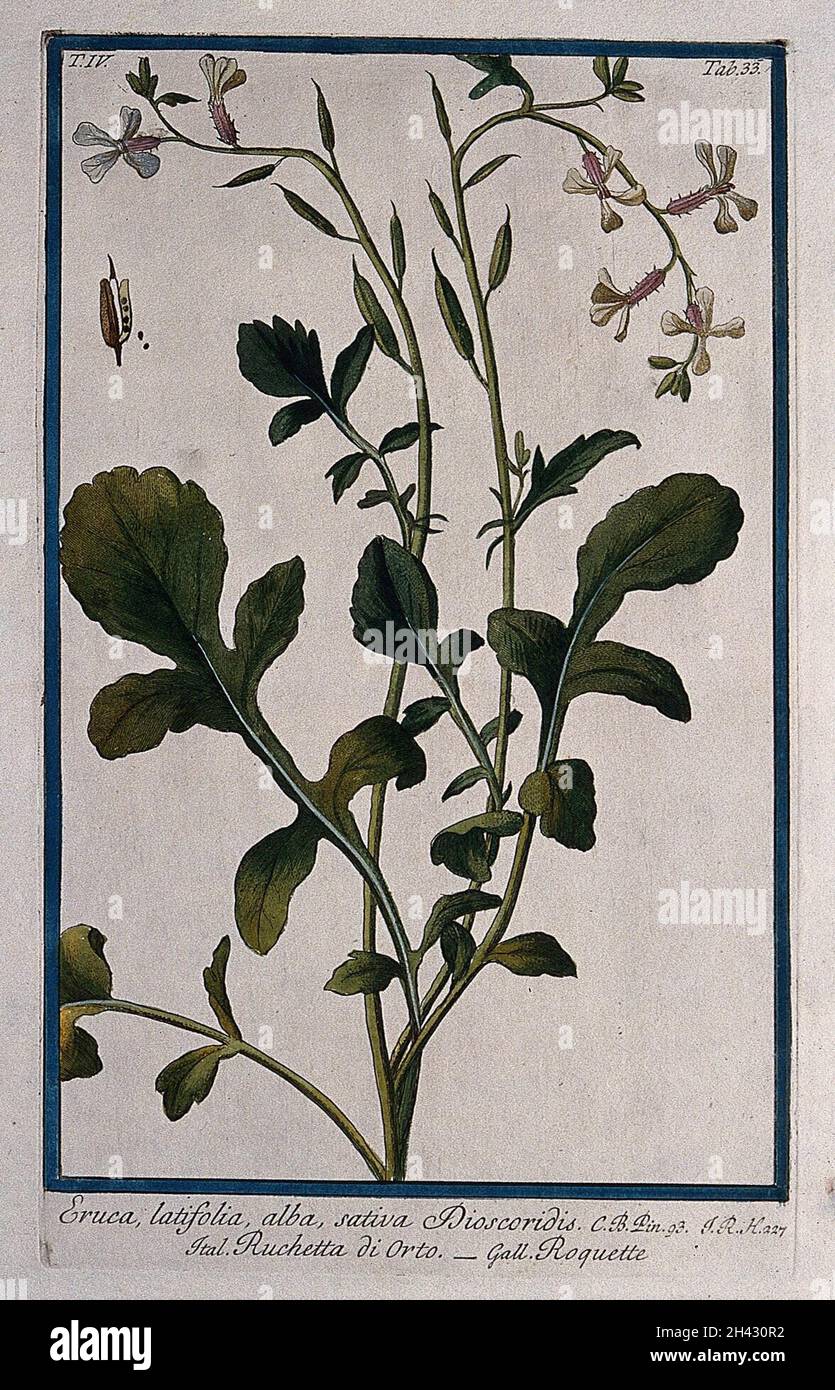 Fusée de jardin (Eruca vesicaria (L.)CAV. Subsp. Sativa (Miller) Thell.): Tige de floraison et de fructification avec fruits et graines séparés.Gravure colorée par M. Bouchard, 177-. Banque D'Images