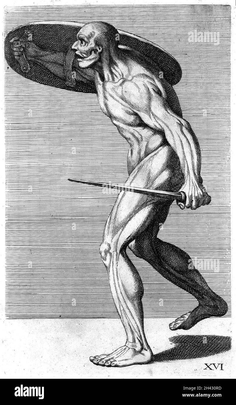 C. Cesio, 'Cognitione de muscoli...', muscles humains Banque D'Images