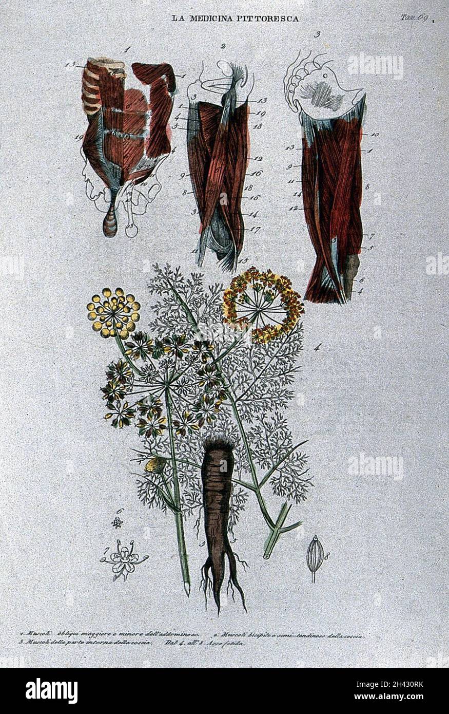 Haut, muscles abdominaux; bas, plante.Gravure colorée, 1834-1837. Banque D'Images