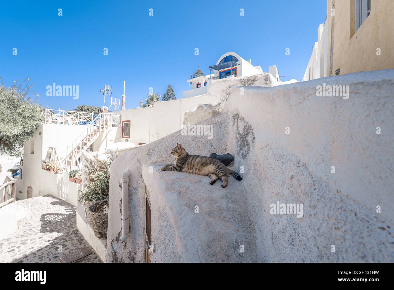 Un chat sauvage sur le toit à Santorini, Grèce Banque D'Images