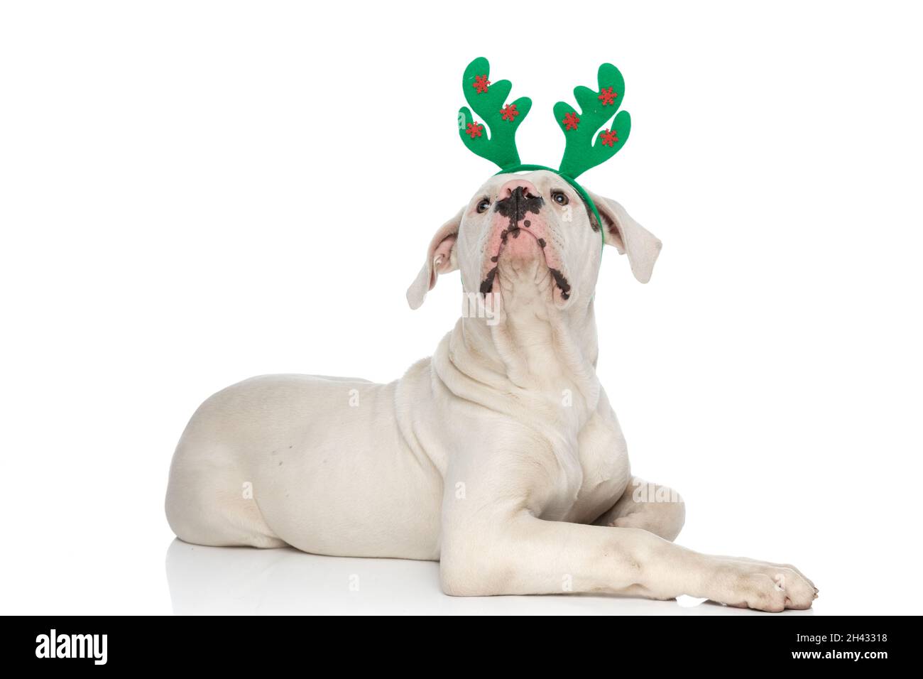 un chiot américain arbêtes enthousiaste avec un serre-tête renne regardant vers le haut et se posant dans une position de vue latérale sur fond blanc en studio Banque D'Images