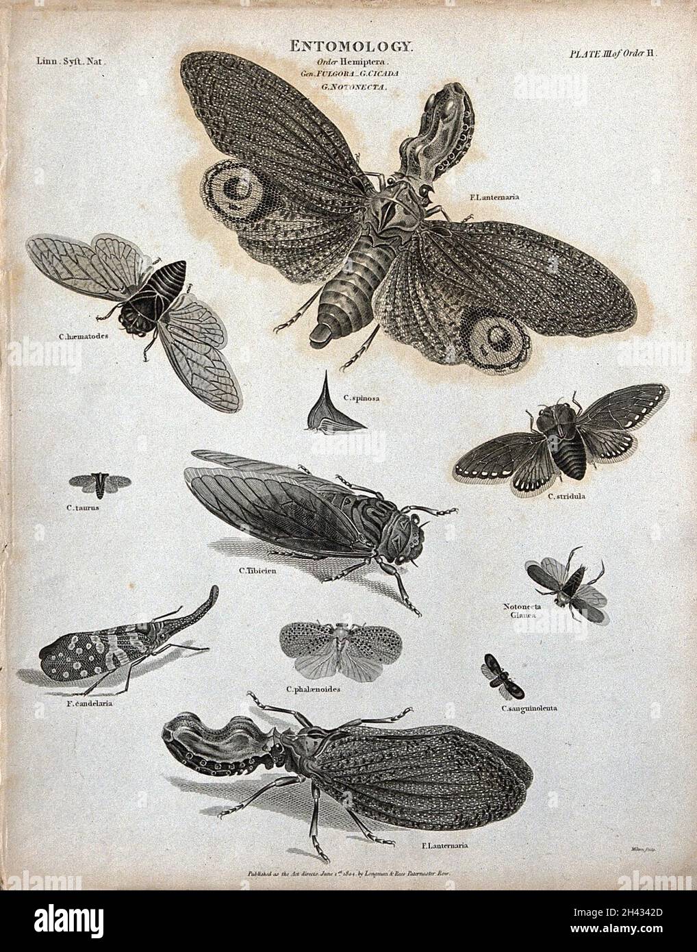 Onze insectes de l'ordre des Hemiptères, y compris les pucerons et les cigales, avec piercing ou sucer des parties buccales.Gravure de Milton, 1804. Banque D'Images