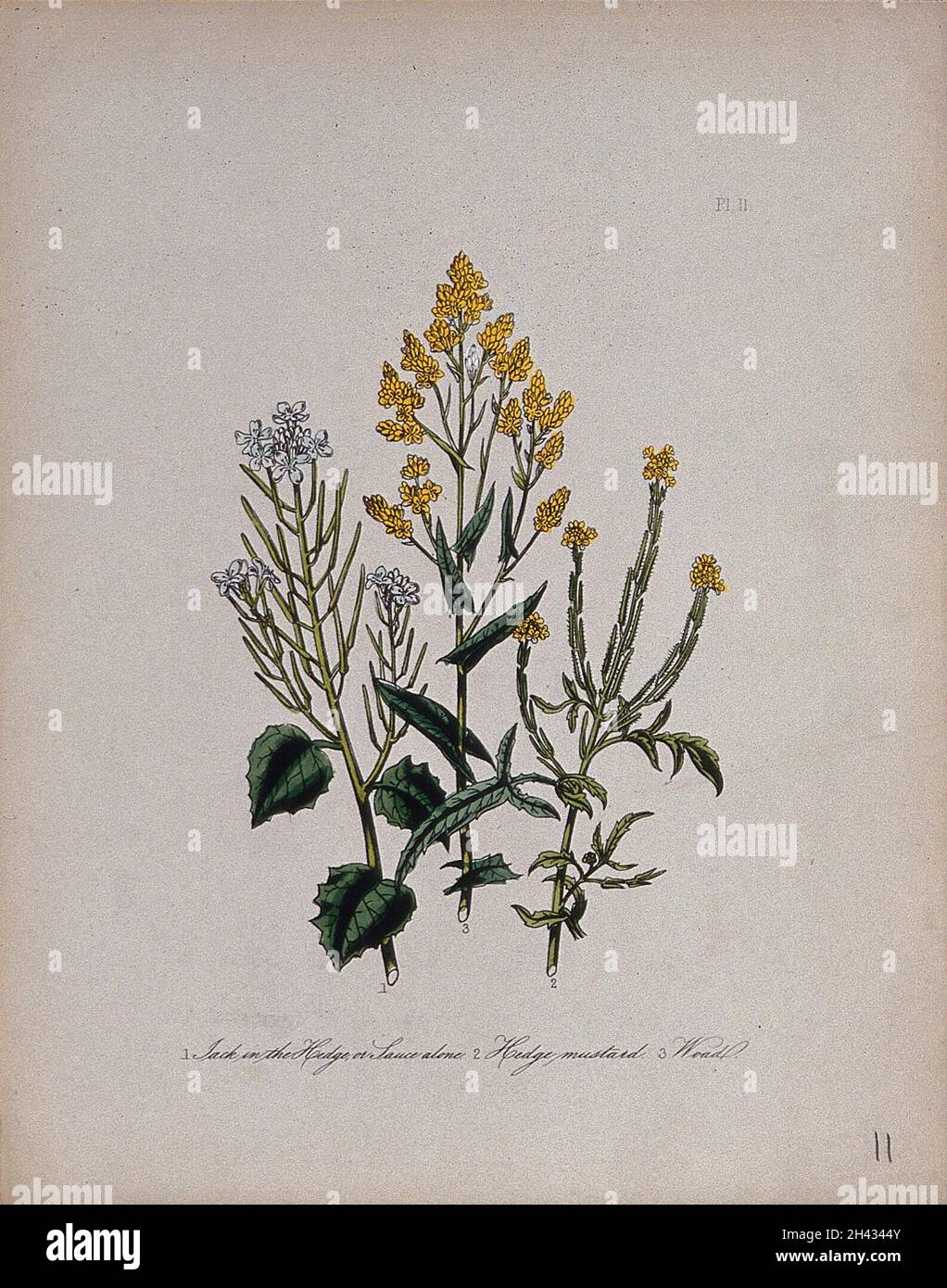 Trois fleurs sauvages britanniques, dont la moutarde à haies (Sisymbrium officinale) et la laine (Isatis tinctoria).Lithographie colorée, c.1846, après H. Humphreys. Banque D'Images