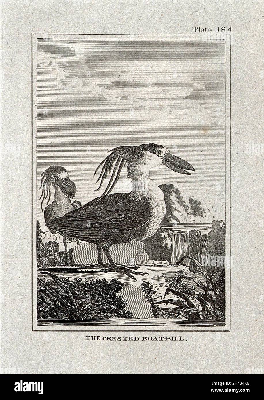 Une facture de bateau à crête.Gravure avec gravure. Banque D'Images