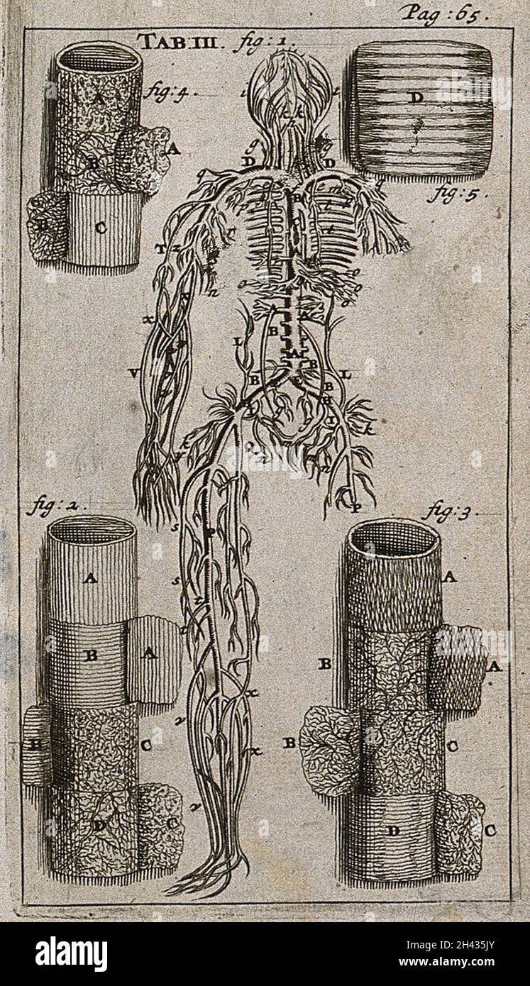 Le système veineux, le détail d'un tronc artériel et les membranes de la trachée (conduite à vent).Gravure, 1686. Banque D'Images