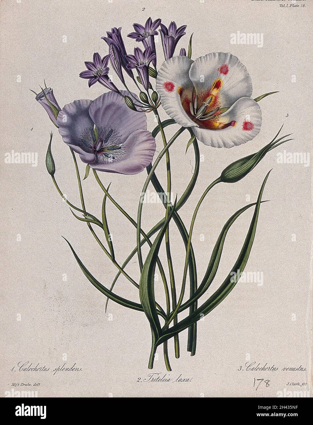 Trois plantes à fleurs : deux lys de mariposa (espèces de Calochortus) et une fleur liacée (Triteleia laxa).Gravure colorée par W. Clark, c.1835, après Mlle Drake. Banque D'Images