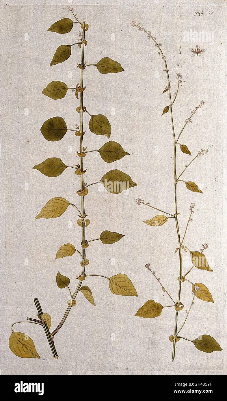 Celosia trigyna L. : deux sections de la tige de floraison avec des segments floraux séparés.Gravure colorée d'après F. von Scheidl, 1776. Banque D'Images