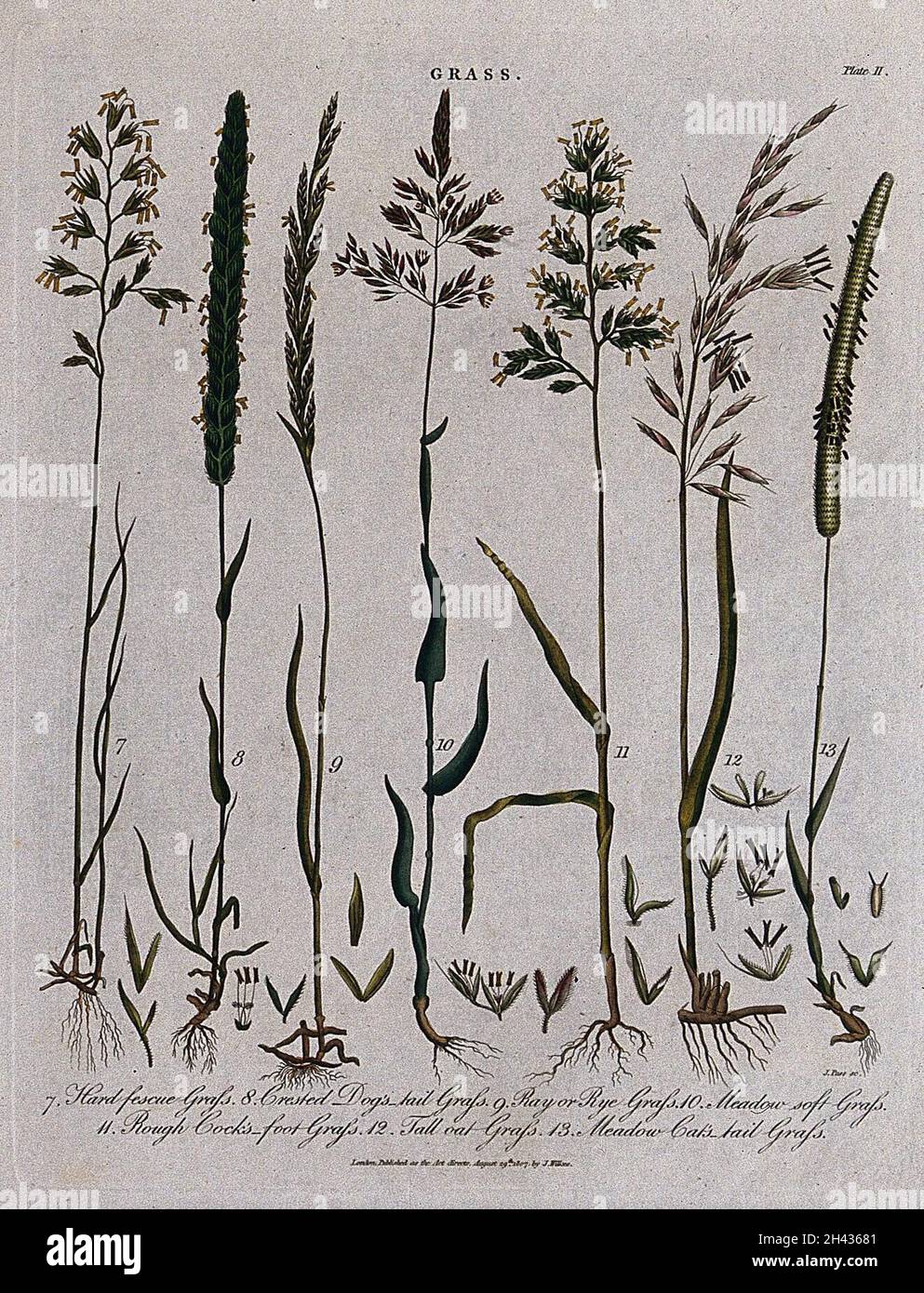 Sept graminées, y compris les fétuques (espèces de Festuca), l'herbe de queue de chien (Cynosurus cristatus), les graminées des prairies (espèces de POA) et l'herbe à ryée (espèces de Lolium).Gravure colorée par J. Pass, c.1807. Banque D'Images
