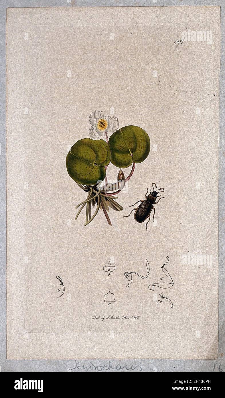Plante à morse-grenouille (Hydrocharis morsus-ranae) avec un coléoptère d'eau associé et ses segments abdominaux.Gravure colorée, c.1830. Banque D'Images