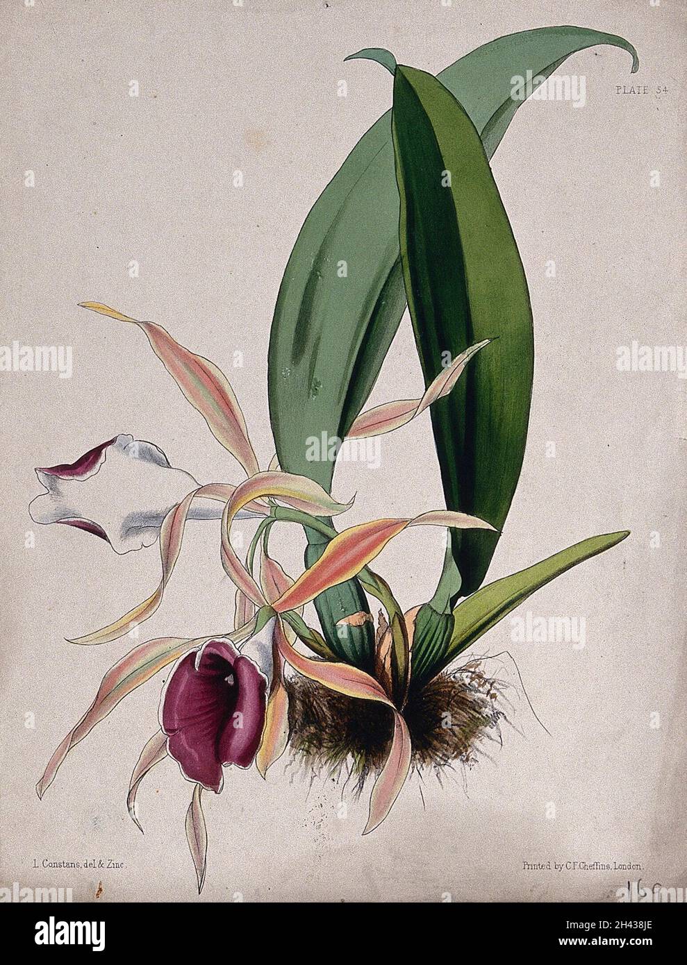 Une orchidée tropicale (Trichopilia marginata) : plante à fleurs.Zincographe coloré par L. Constans, c.1851, après lui. Banque D'Images