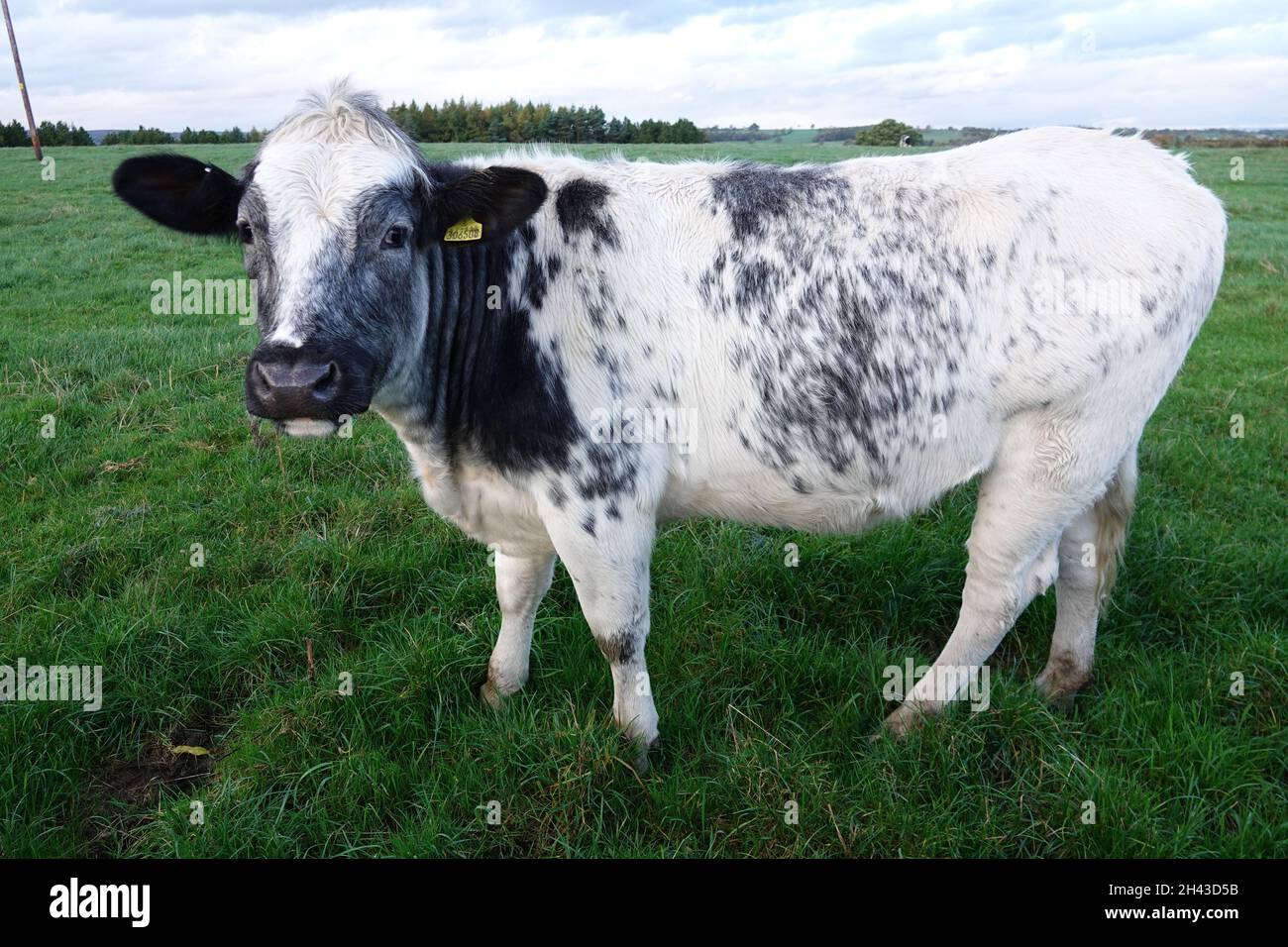 Une grosse vache grasse dans un champ Banque D'Images