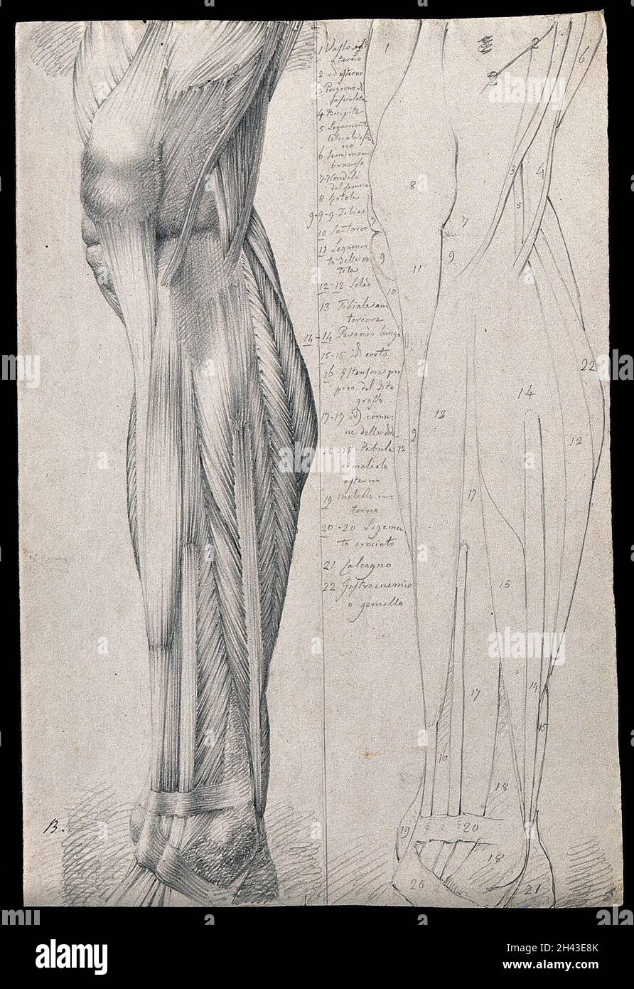 Muscles et tendons du bas de la jambe et du pied, vus du côté : deux figures montrant à la fois le contour stylisé et le dessin détaillé.Dessin au crayon par ou associé à A. Durelli, ca.1837. Banque D'Images