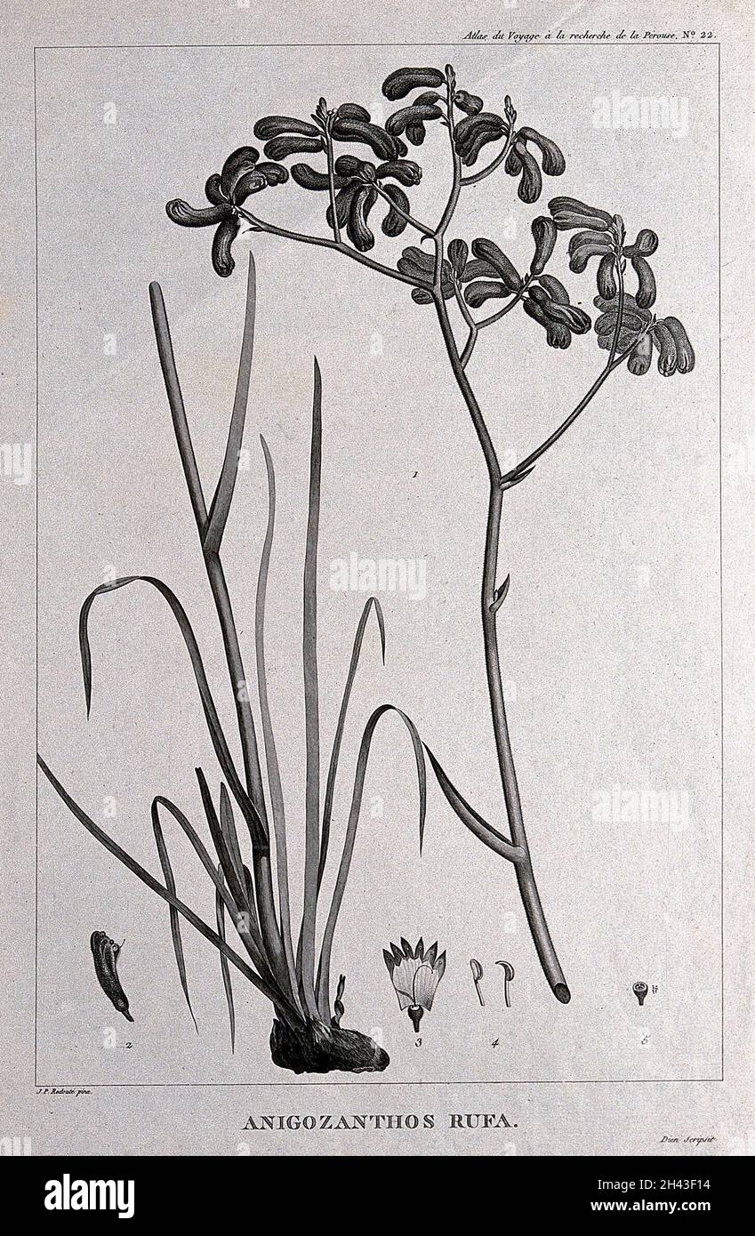 Paw de kangourou (Anigozanthos rufa) : tige à fleurs en 2 sections avec segments floraux.Gravure de C. M. F. Dien, c.1798, d'après P. J. Rerouté. Banque D'Images