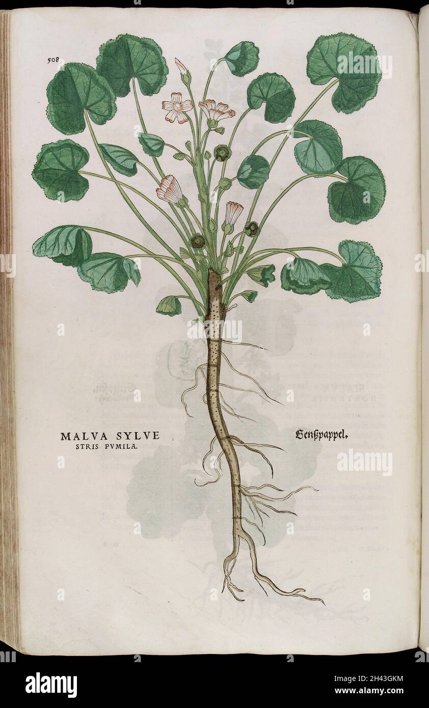 Malva Sylve ou Mallow, illustration de Fuchs Banque D'Images