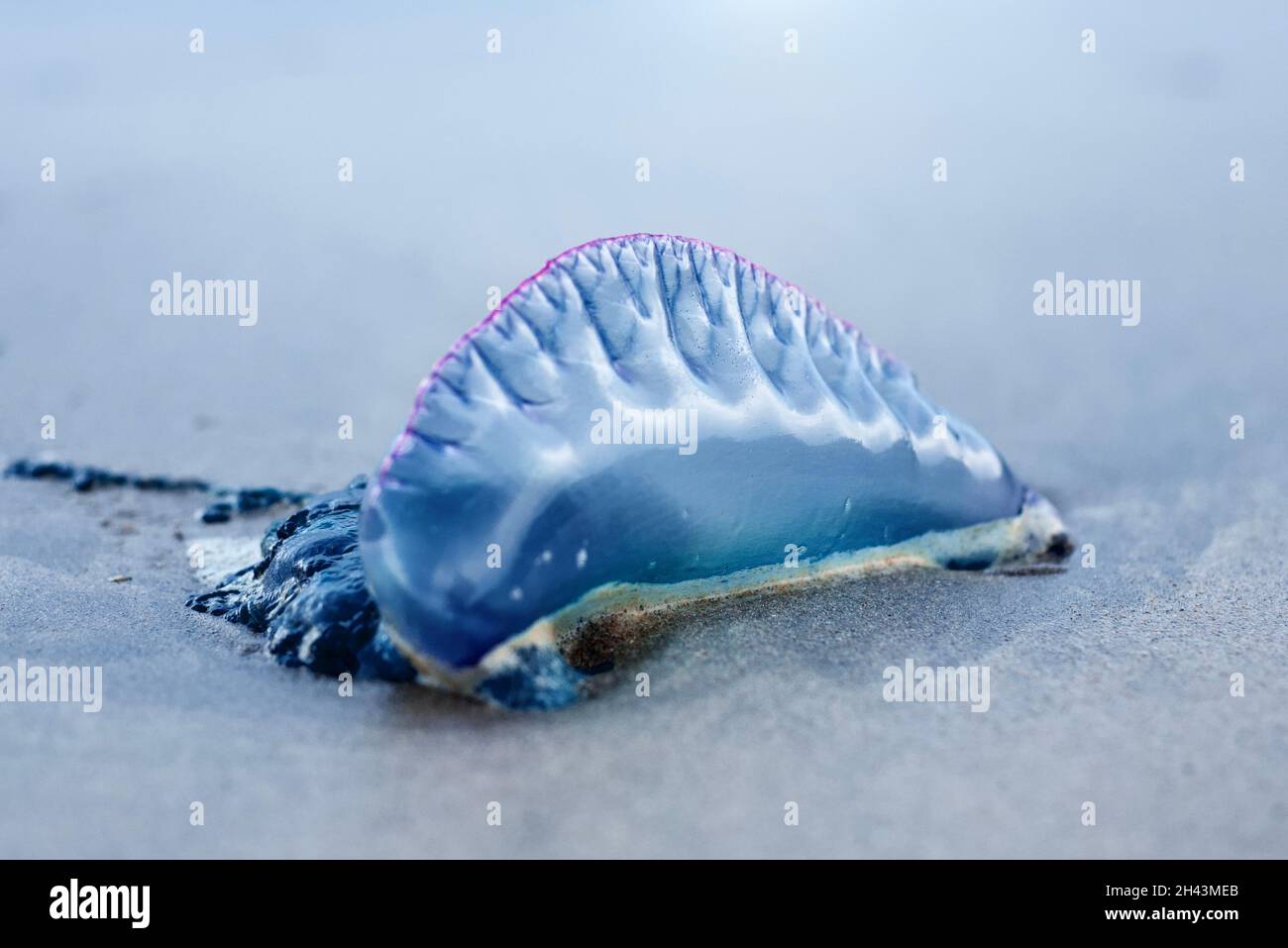 Bluebottle gelée de poisson (Portugais Man o'war) Banque D'Images