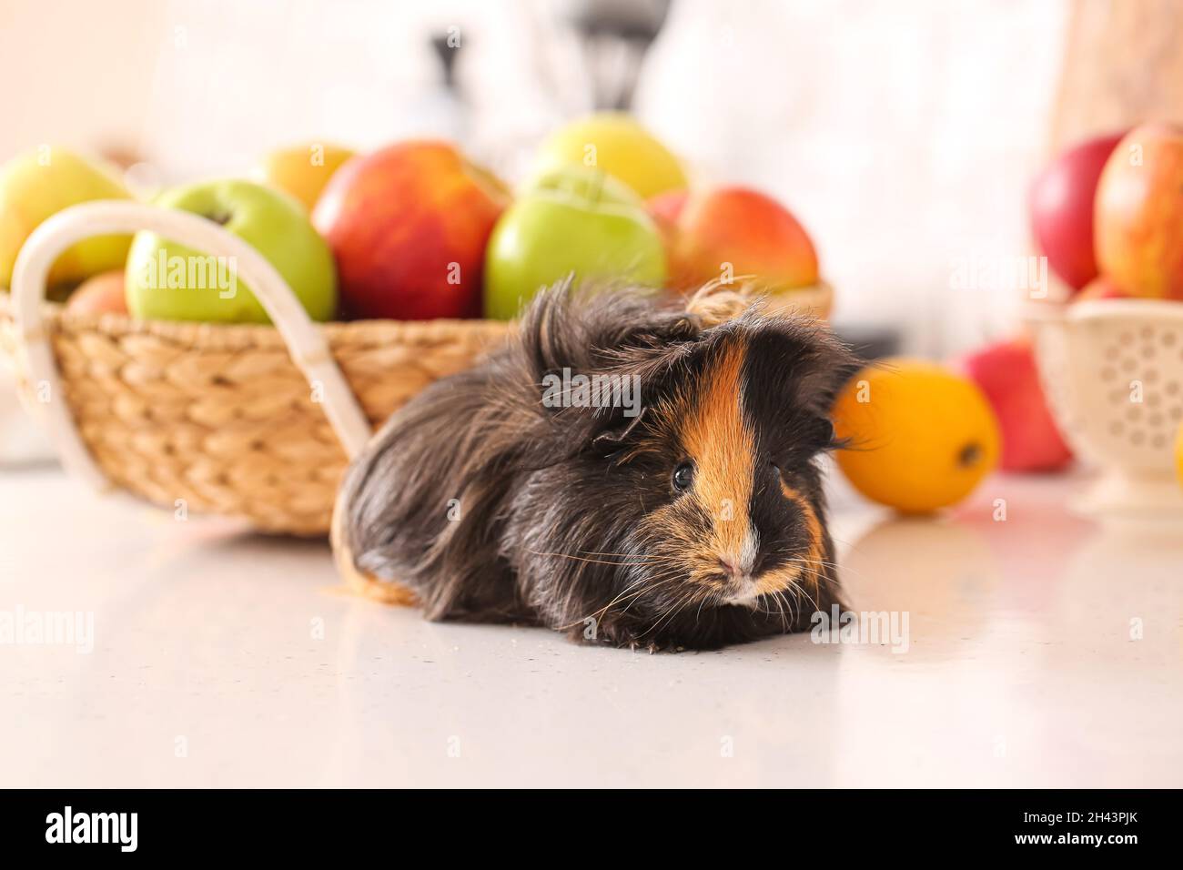 Cochon d