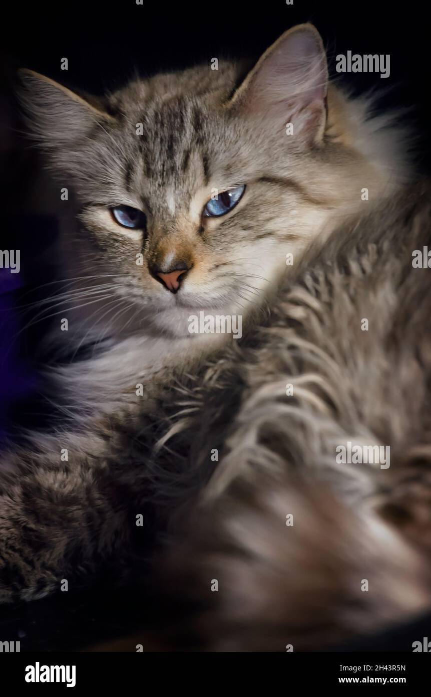 Un chat Ragdoll de deux ans se détend dans son lit, le 3 juin 2021, à Coden, Alabama.Ragdoll chats est originaire de Californie dans les années 1960. Banque D'Images
