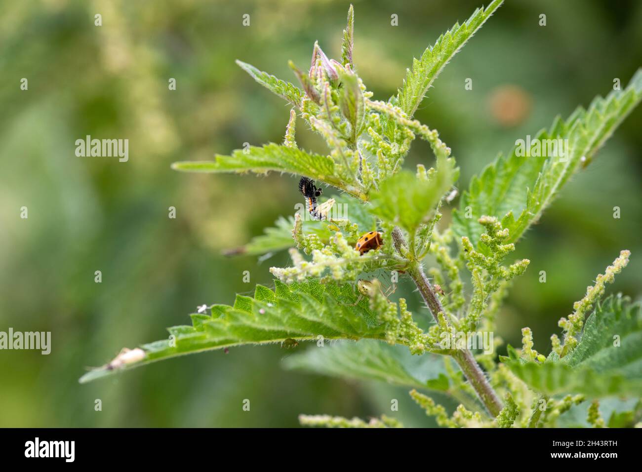 Harlequin Ladybird larves émergeant de la peau se déversant sur le dessus d'une ortie en fleur .On peut également voir des coccinelles, des pucerons et des araignées adultes. Banque D'Images