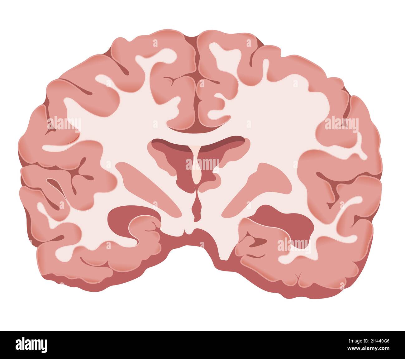 Section transversale du cerveau - Illustration comme fichier EPS 10 Illustration de Vecteur