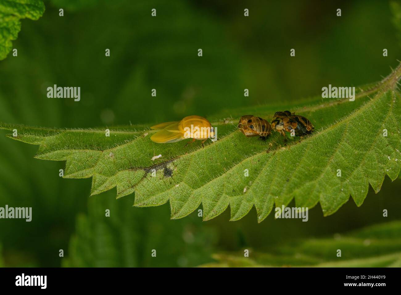 L'arlequin coccinelle est fraîchement sorti de la pupe sur une feuille d'ortie qui se déchavige.Également deux caisses de pupa vides.Le coccinelle est encore pâle, mais des taches sont visibles. Banque D'Images