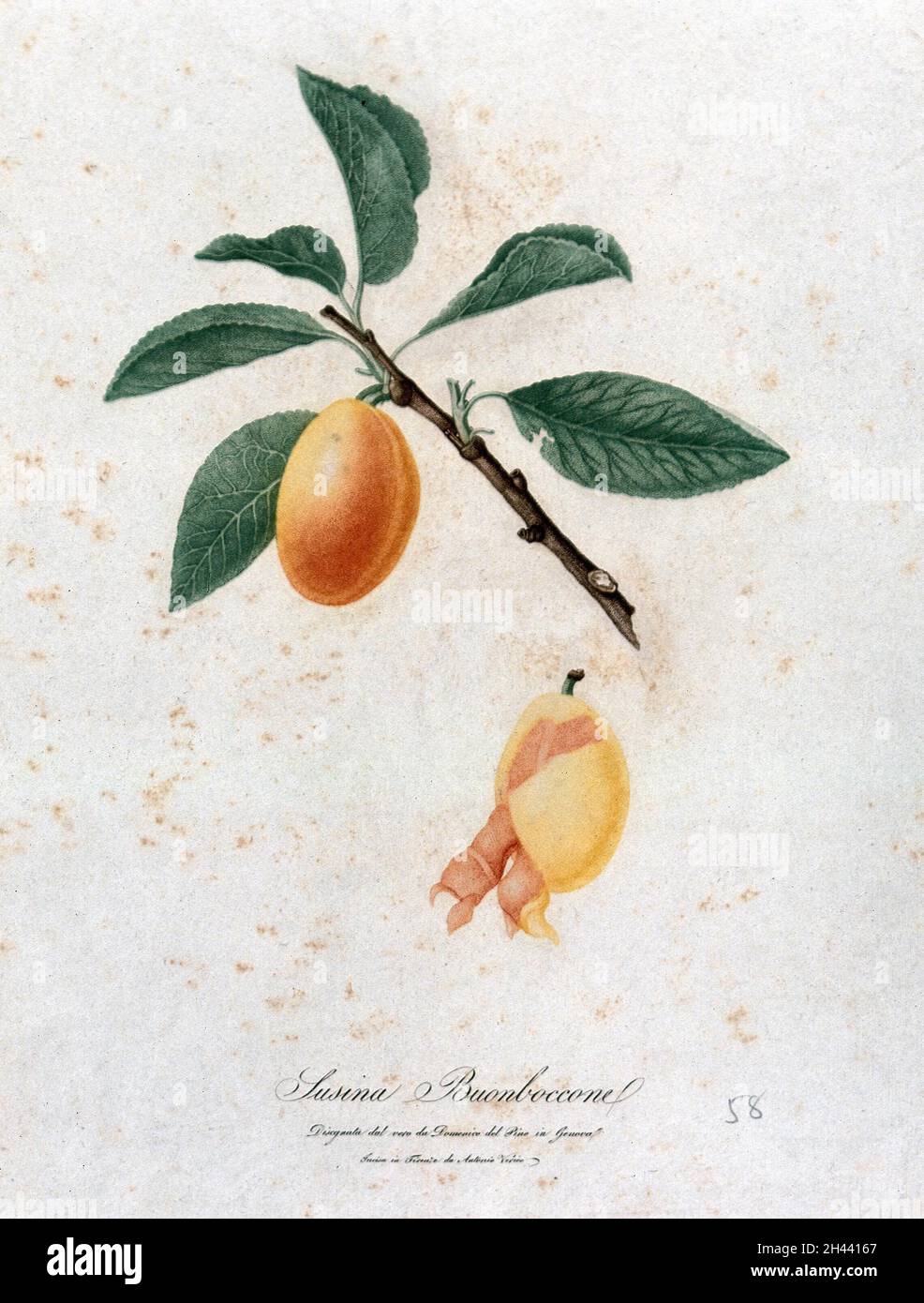 Prunier (espèce Prunus) : branche à fruits partiellement pelée.Gravure en couleur par A. Verico, c.1817, après D. del Pino. Banque D'Images