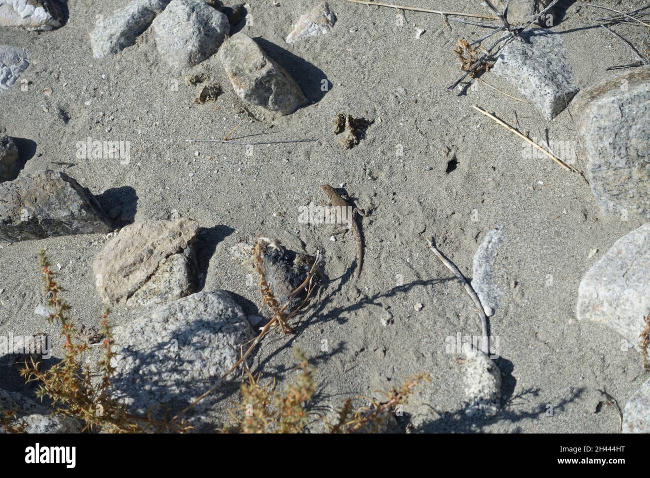 La côte sauvage de Washington offre des kilomètres de plages tranquilles et des piscines de sable à marée pour explorer et se détendre Banque D'Images