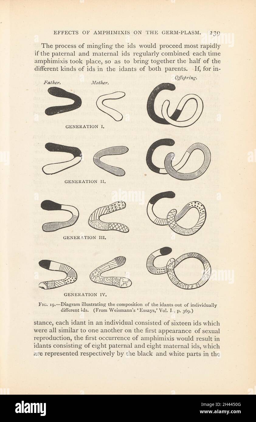 Schéma des différentes générations d'enfants, fig.19 dans le chapitre sur les effets de l'Amphimixie sur le plasme germinatif, p. 239 du plasme germinatif : une théorie de l'hérédité d'août Weismann, Londres, Walter Scott, 1893 Banque D'Images