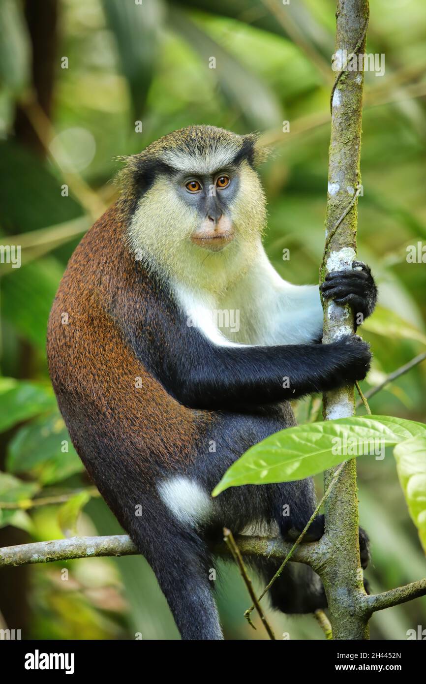 Monkey Mona (Cercopithecus mona) assis sur un arbre, Parc national du Grand Etang, Grenade. Banque D'Images