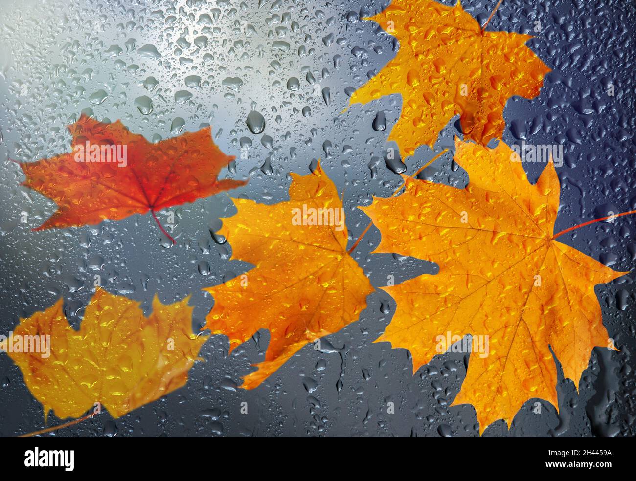 chute de l'automne yelow feuilles derrière le verre de fenêtre avec gouttes de pluie Banque D'Images