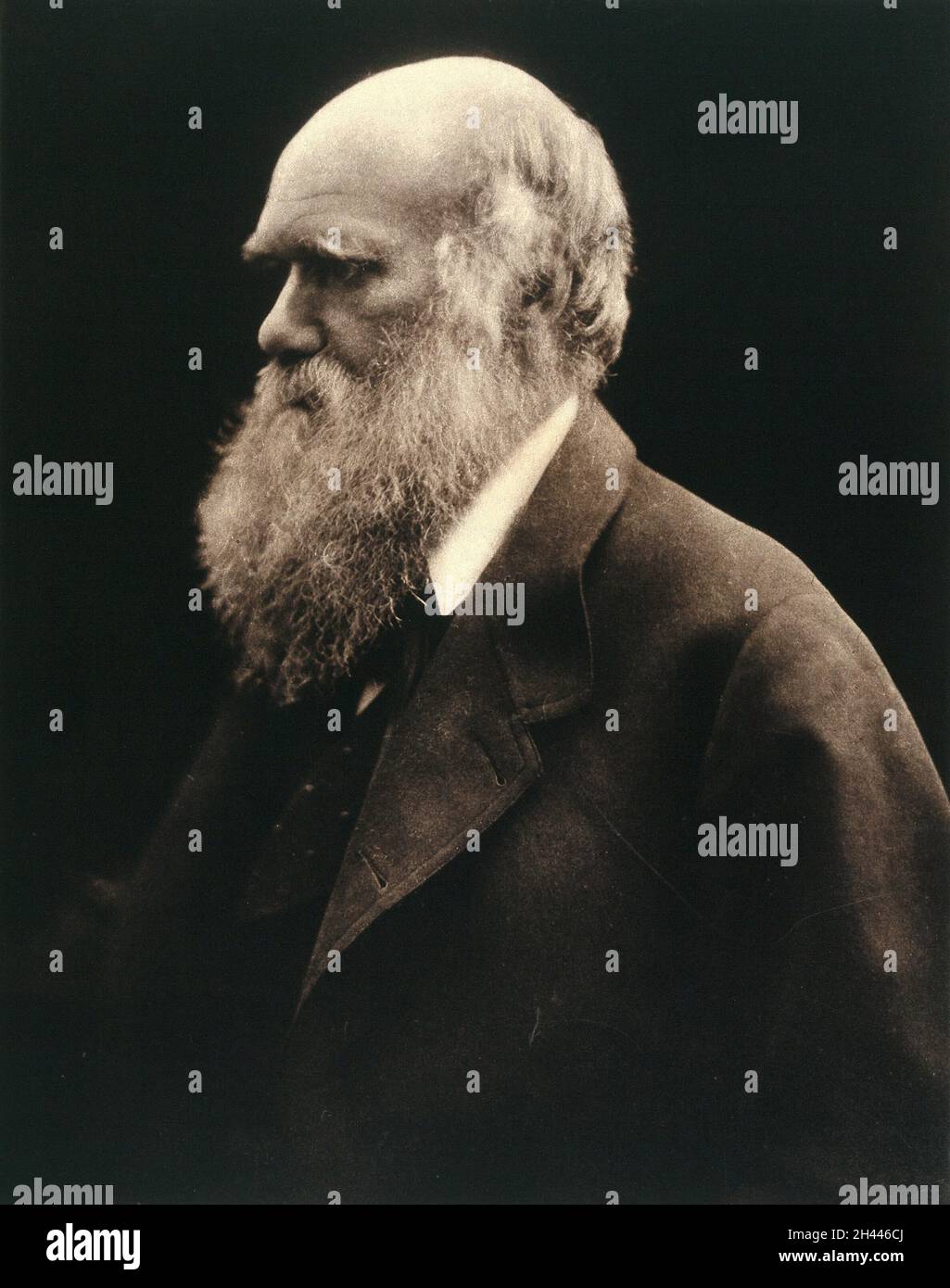 Charles Robert Darwin.Photographie de Julia Margaret Cameron, 1868. Banque D'Images